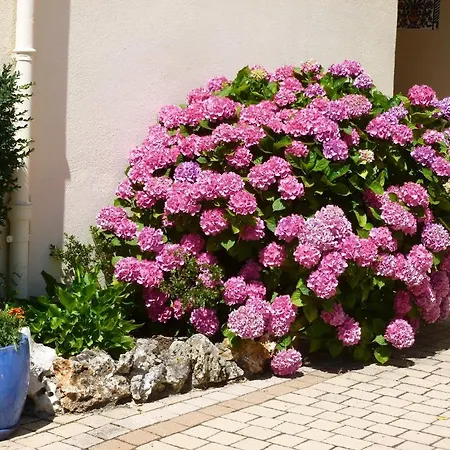 فندق مبيت وإفطار D'hote L'orchidee